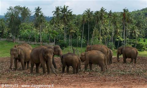 Herd of elephants grazing among palm trees, Pinnawala