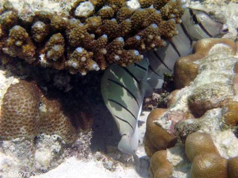 Banded butterflyfish swims among brown corals in underwater light