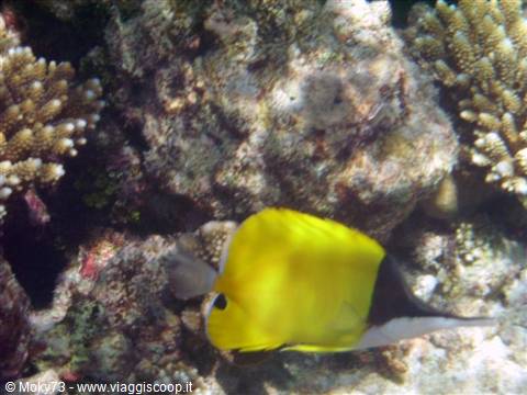 Yellow butterflyfish swimming among colorful corals