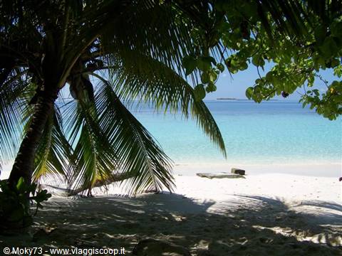 Palm tree over white sand beach facing bright turquoise sunlit water