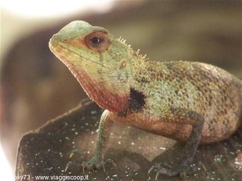 Green and red lizard on wet rock in natural light