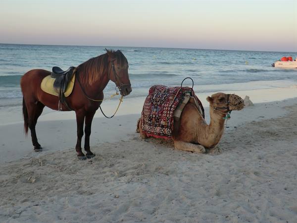 Saddled horse and camel lying on the sand in front of the sea