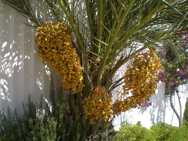 dates