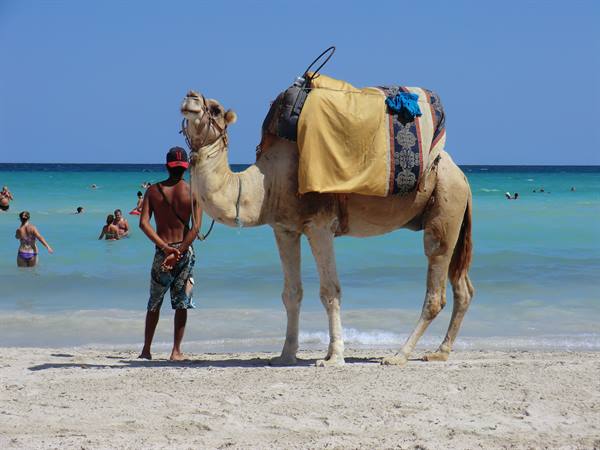 Handler with saddled camel on sandy beach, swimmers in turquoise water
