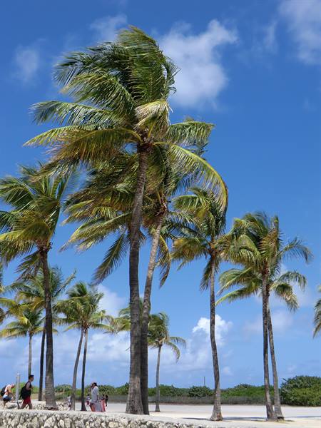 Wind-blown palm trees above a stone wall, people strolling under a blue sky