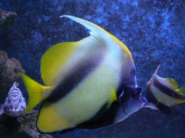 Yellow and black bannerfish swimming in aquarium, blue light over rocky backdrop