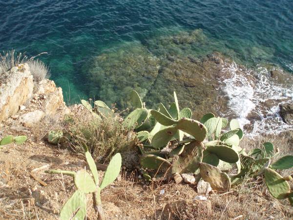 Prickly pear cacti on rocky cliff above clear green water and foam