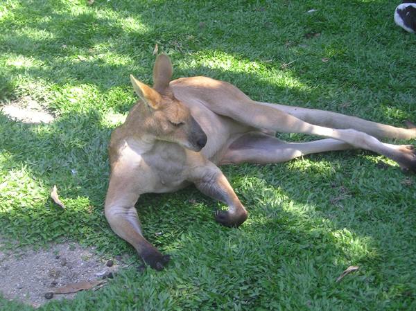 A kangaroo rests lying on green grass in the sun