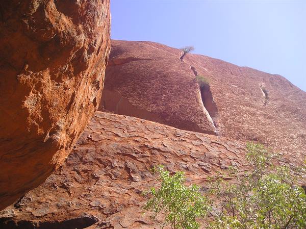 Red rock wall of Uluru under blue sky, green shrubs at the base