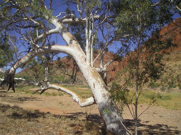 White ghost gum leaning over dry creek bed, red rock cliffs behind, Simpsons Gap