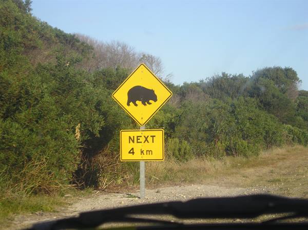 Yellow road sign warns of wombats crossing for the next 4 km