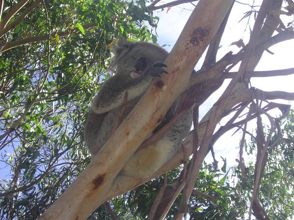 Sleeping koala hugging a eucalyptus branch among green leaves