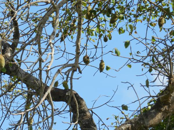 The delicious BAOBAB Fruits