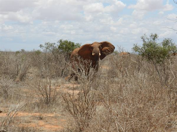 Red elephant among dry bushes on red soil, ears spread under cloudy sky