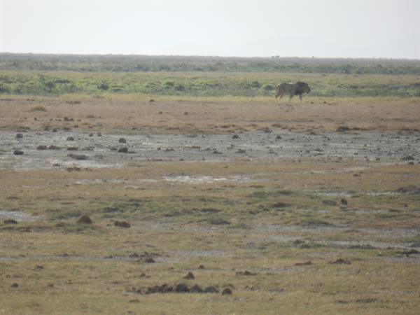 A male lion walks alone across the swampy plain
