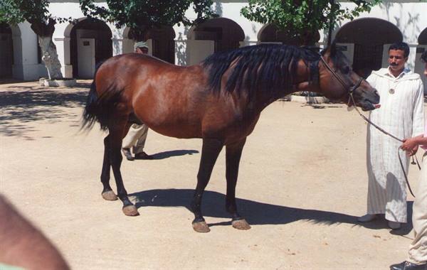 What a Magnificent Stallion