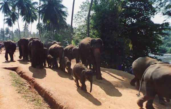 Herd of elephants with calves walking on dirt road among palms