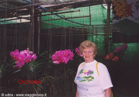 Smiling woman among hanging pink orchids in a greenhouse