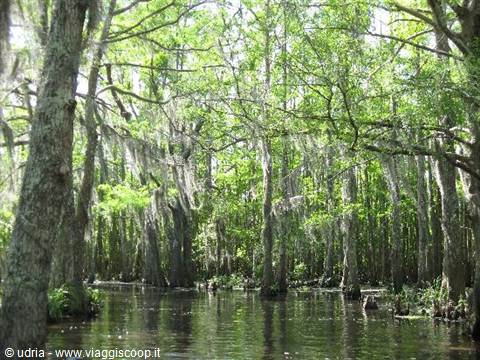 The Swamp
