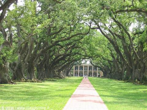 Row of ancient oaks leads to a brick plantation house, Oak Alley