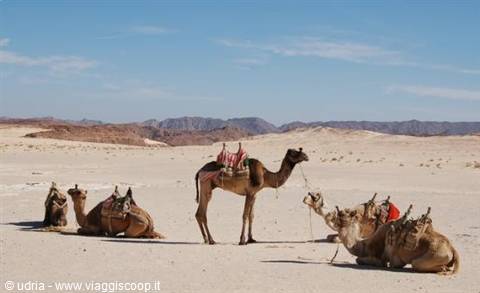 Camels with red saddles resting on the sand in the Sinai desert