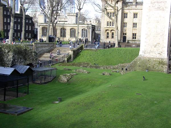 The ROYAL Ravens