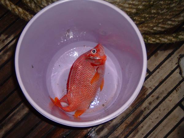 The Only Fish Caught 