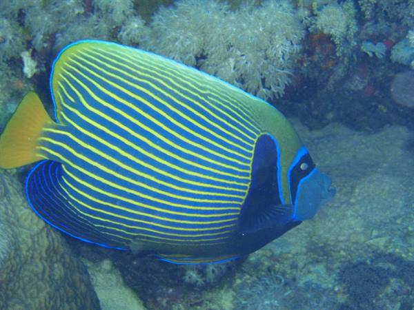 Emperor Angelfish