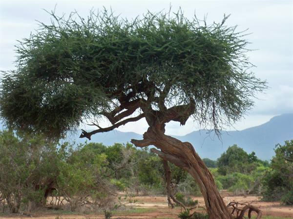Twisted acacia tree on dry savanna ground, misty mountains behind, grey sky