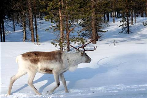 As soon as we enter Lapland, we spot the reindeer