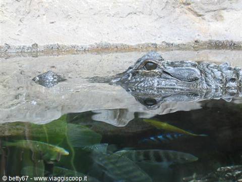 crocodile at loro parque tenerife
