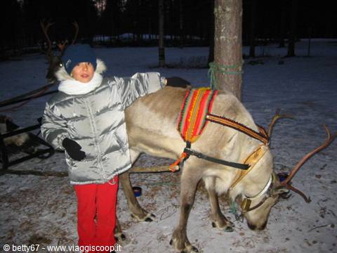 Polga the reindeer