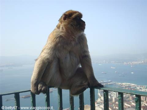 gibraltar monkey