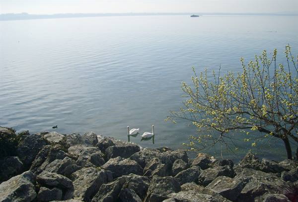 Lake Neuchatel