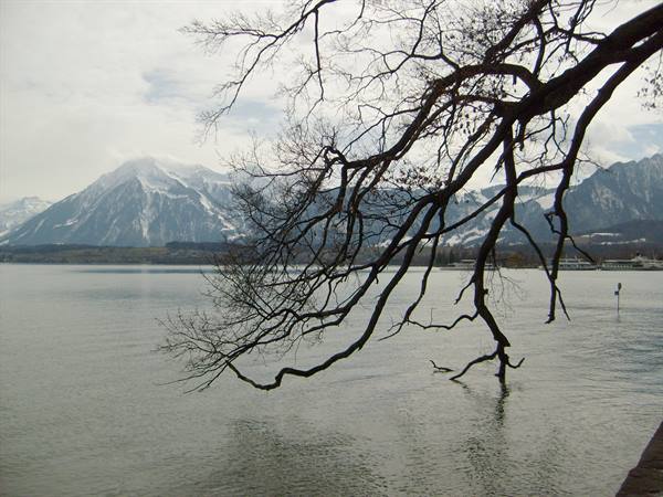 Bare branch over grey lake, snow-capped mountains behind, veiled light