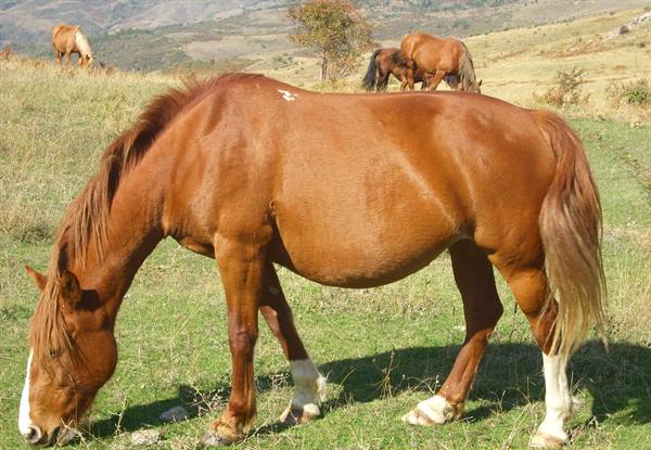Bay horse grazing on a grassy hillside, other horses in the background