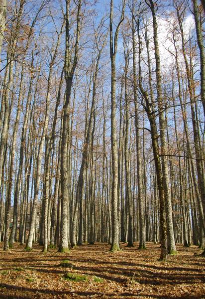 Tall bare beech trees, brown leaves on ground, blue sky