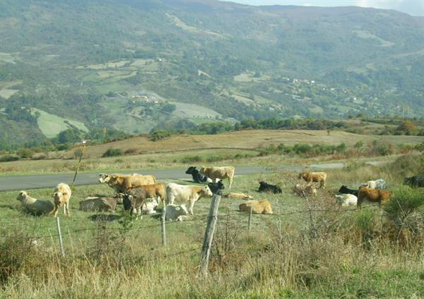 Cows grazing near a country road, green wooded hills in the background