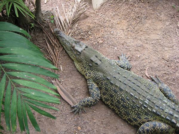 Crocodile lying still on red dirt among palm leaves