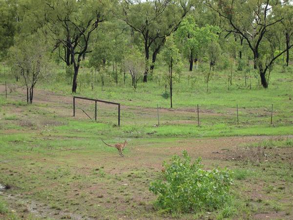 A kangaroo hops across a fenced grassy field with scattered trees