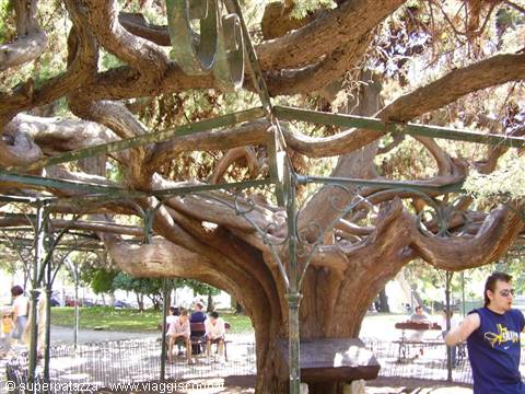 CEDAR