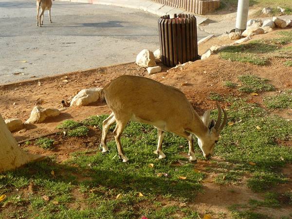 Ibex grazing on grass beside a roadside bin in daylight