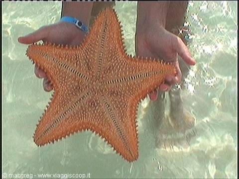 Ventaclub Eleuthera, starfish right on the beach