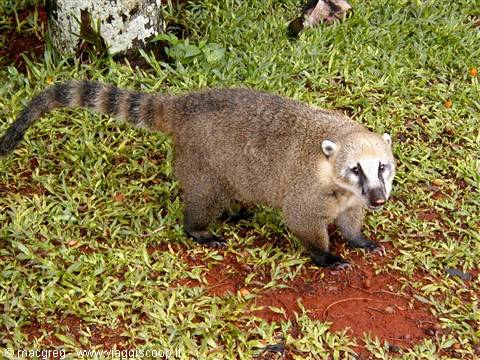 A long-nosed coati walks across green grass and red soil