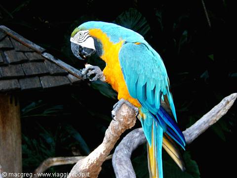 Blue and yellow macaw perched on a dry branch eating a seed