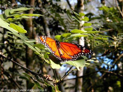 Orange monarch butterfly resting on green leaves in the forest