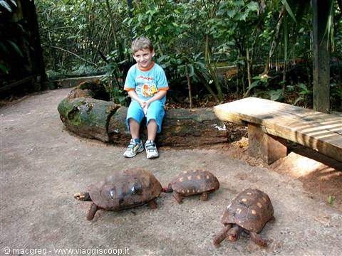 Boy sitting on a log with three giant tortoises in the enclosure