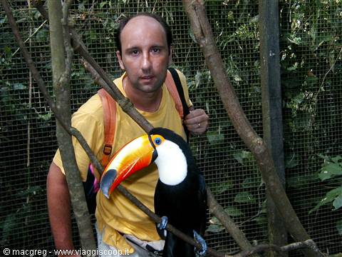 Toucan