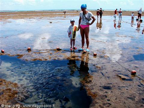 Natural pools