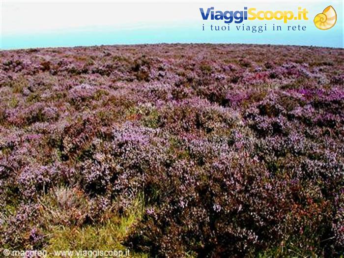 Exmoor NP, heather meadows